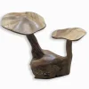 Champignons en Teck